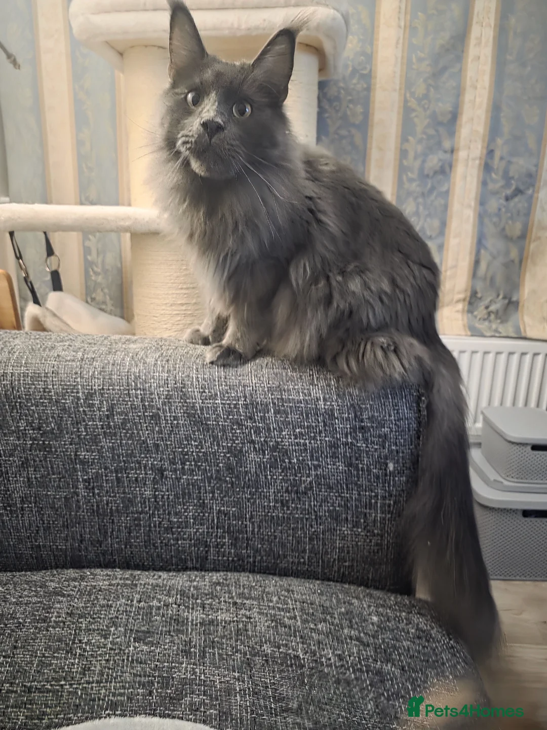 Maine Coon cats for sale: Maine Coon Boy - Advert 2