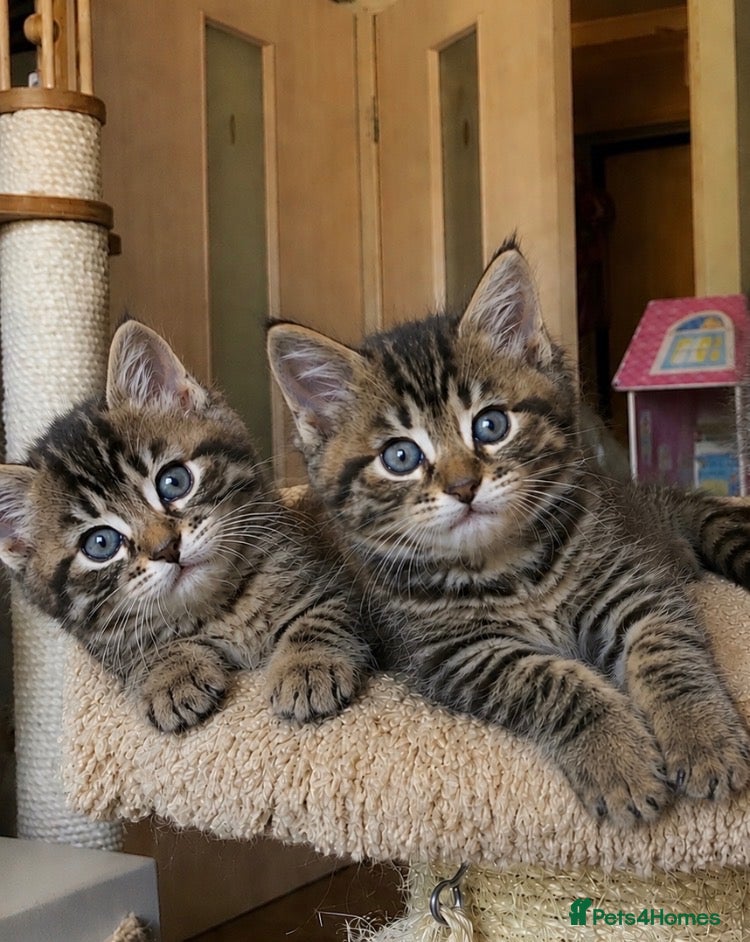 Mixed Breed cats Cute tabby kittens £99!! - Advert 11