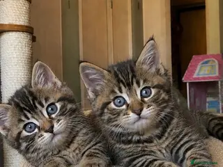 Mixed Breed cats Cute tabby kittens £99!! - Advert 11