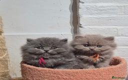 British Longhair cats for sale: GCCF Registered British Longhair kittens - Image 16