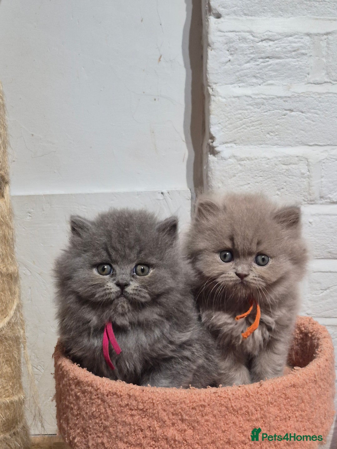 British Longhair cats for sale: GCCF Registered British Longhair kittens - Image 16