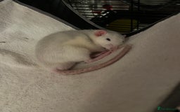 Rat rodents for sale: Roan/Husky boys for sale! - Image 4