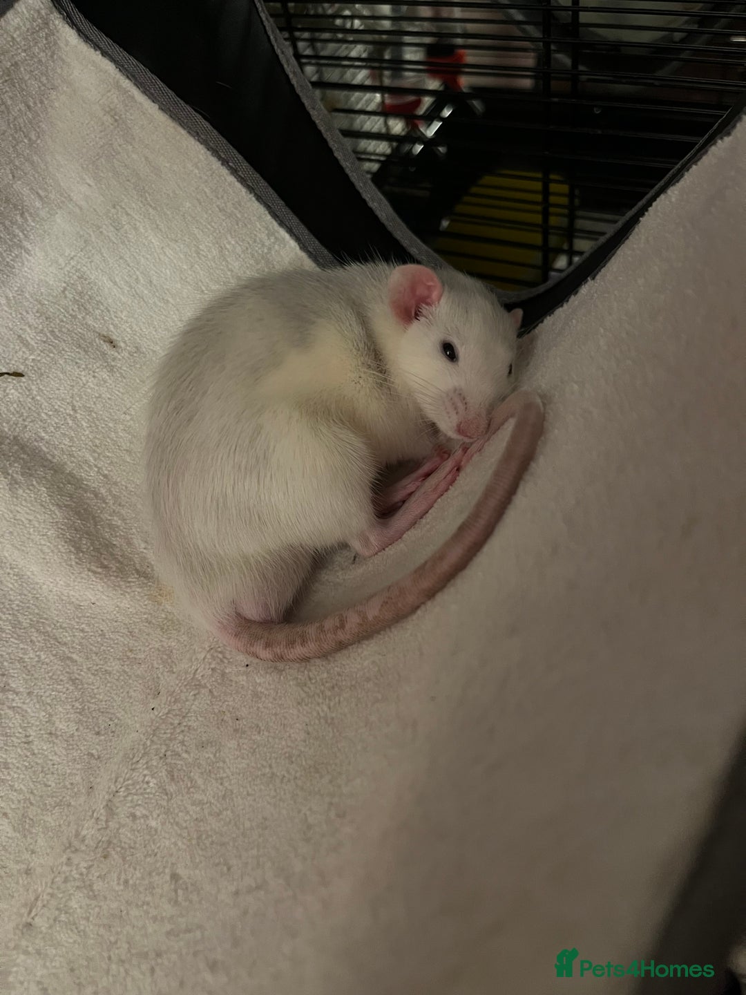 Rat rodents for sale: Roan/Husky boys for sale! - Image 4