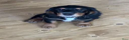 Mixed Breed dogs for sale: Cocker x cockalier male - ready to go - Advert 6