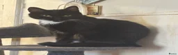 Mixed Breed cats for adoption: Loving 4yr old wanting an indoor home - Advert 2
