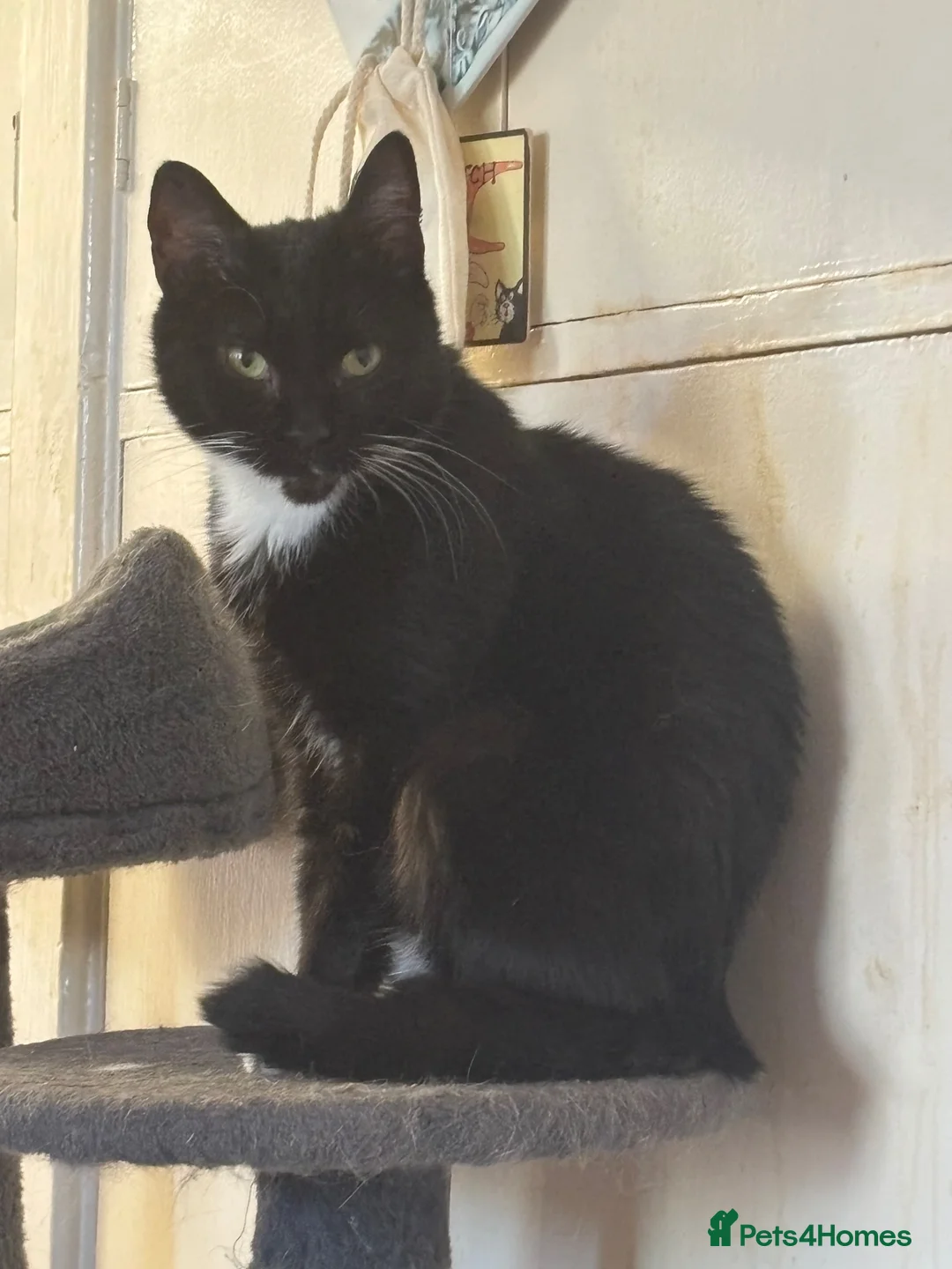Mixed Breed cats for adoption: Loving 4yr old wanting an indoor home - Advert 2