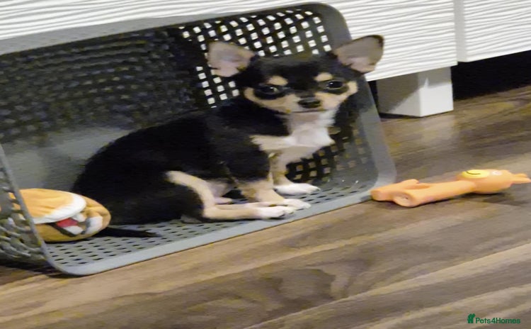 Chihuahua dogs - Advert 8