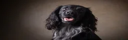Cocker Spaniel dogs for stud: Working Cocker Spaniel-Proven Stud Available 🐾 - Advert 4