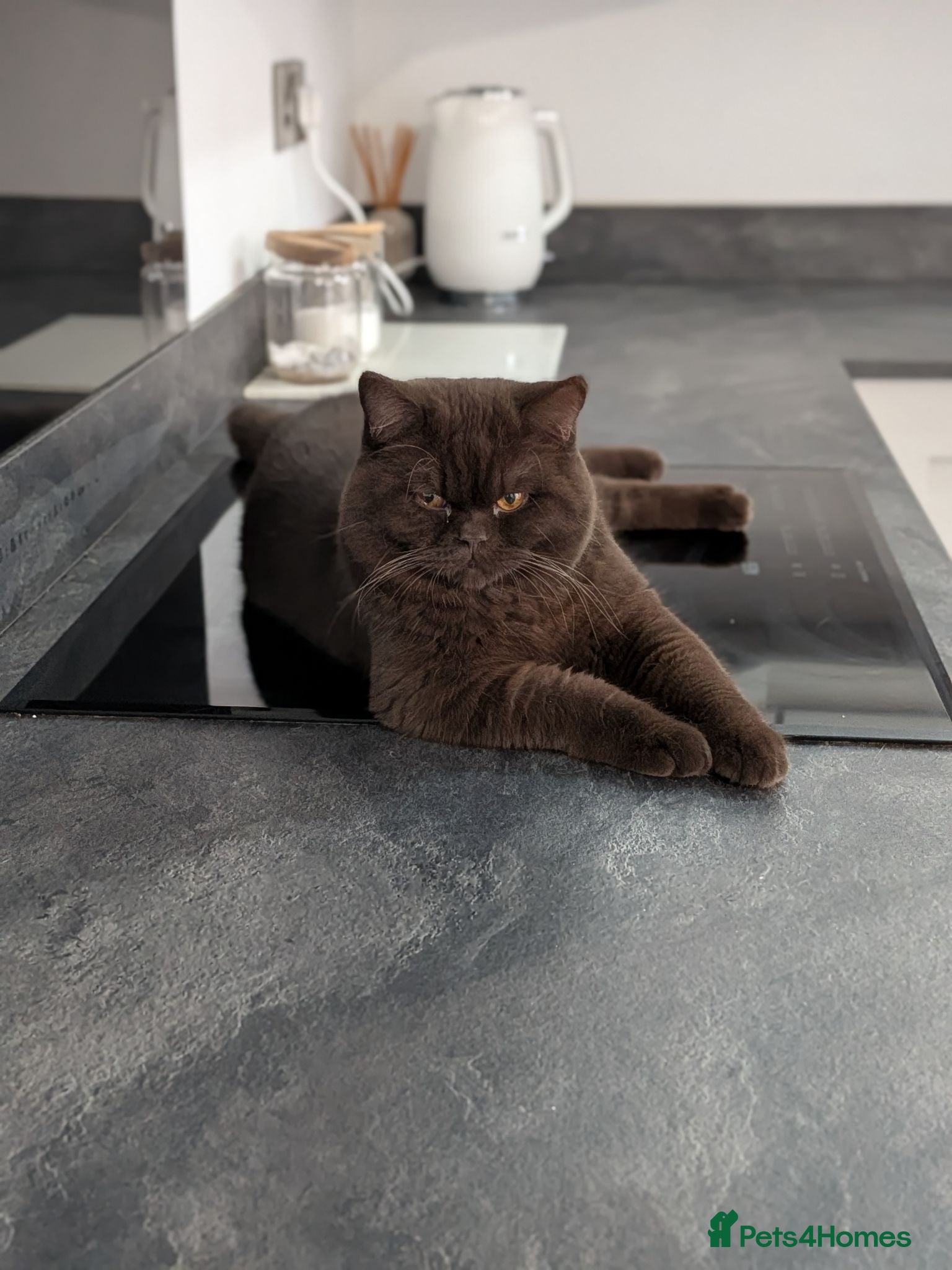 British Shorthair cats Champion Chocolate British Shorthair GCCF - Advert 1