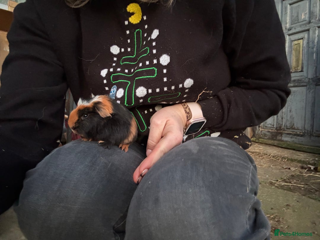 Guinea Pig rodents for sale: 8 boys 2 girls - Advert 2