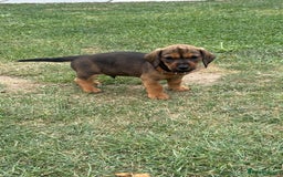 Dachshund dogs for sale: Dachshund puppies  - Image 9