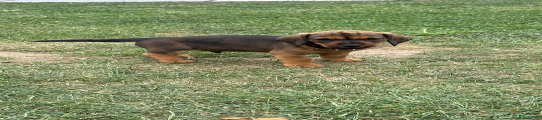 Dachshund Puppy 4