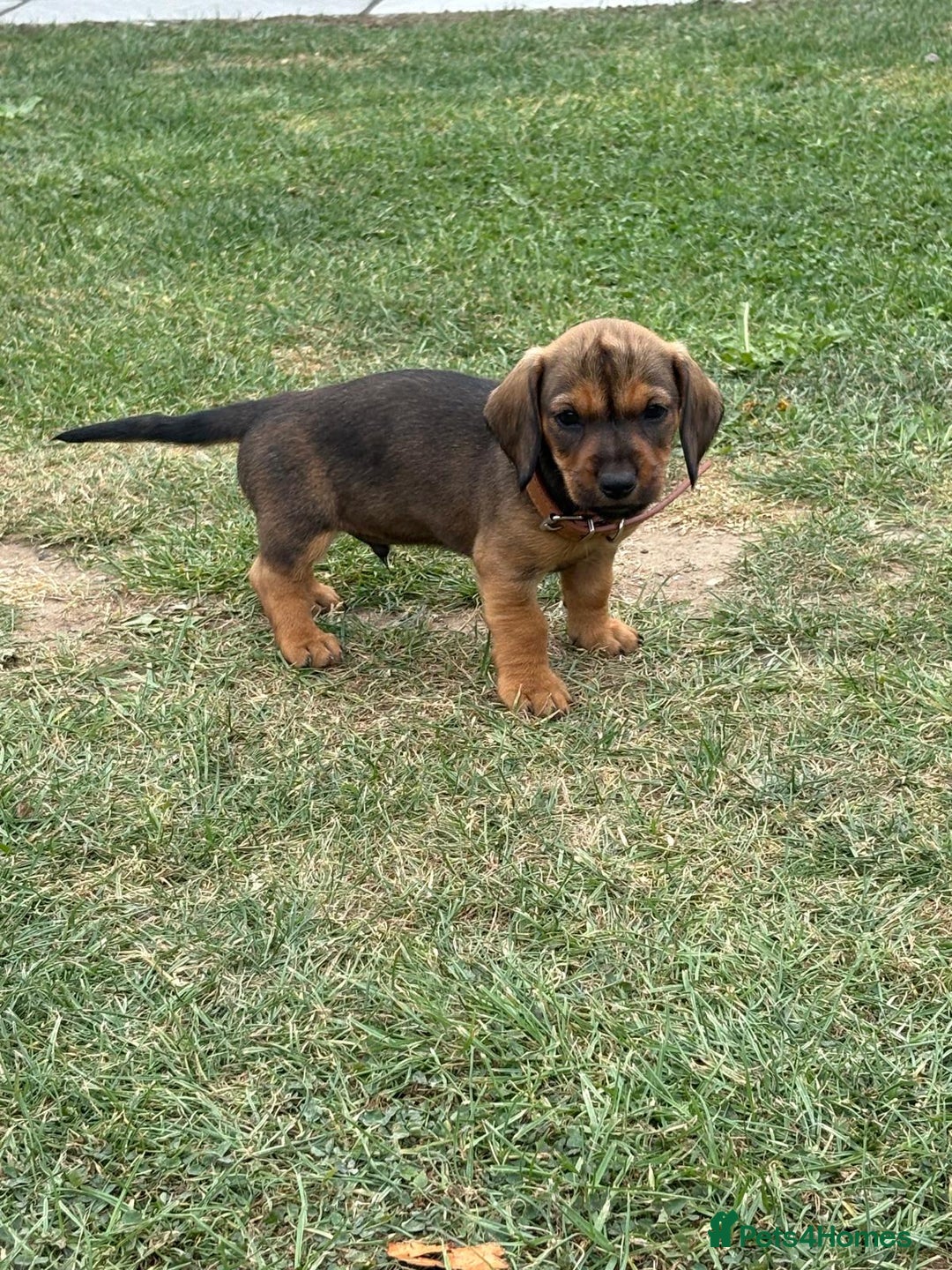 Dachshund dogs for sale: Dachshund puppies  - Image 9