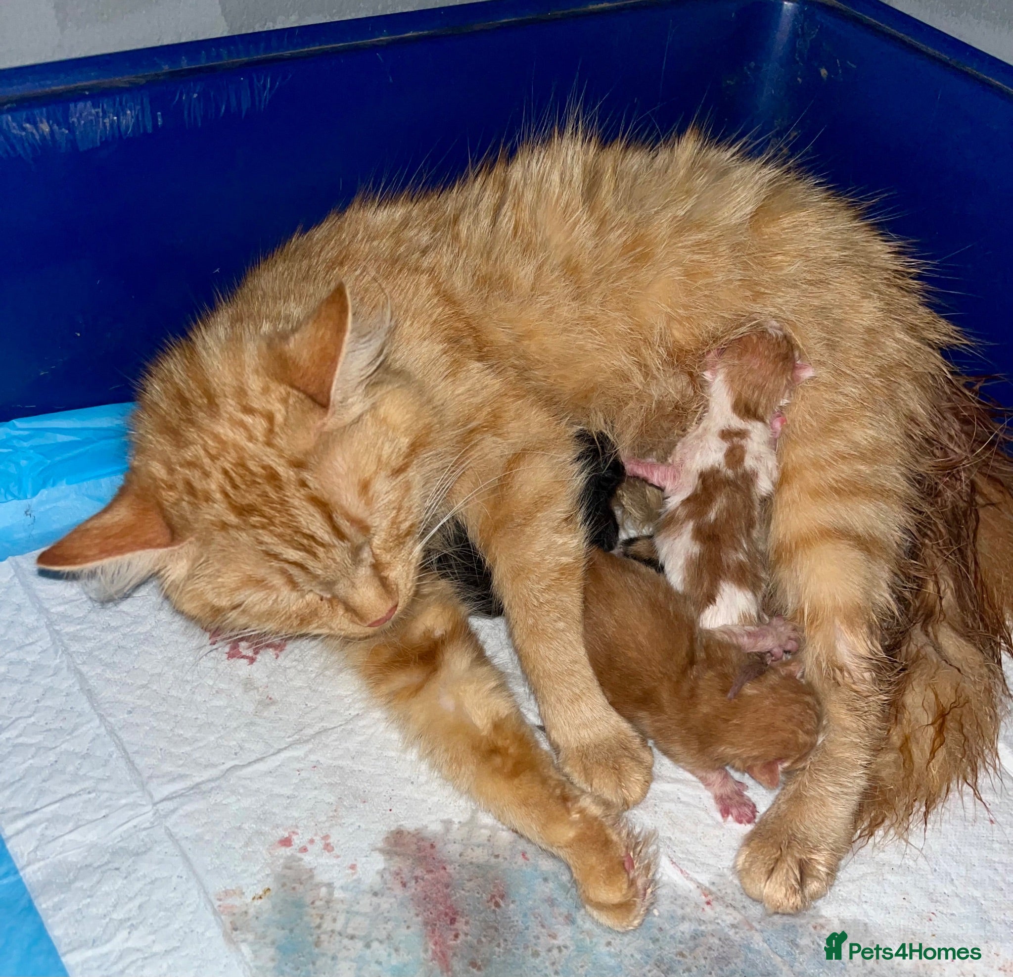 Mixed Breed cats Long haired ginger females kittens - Advert 5