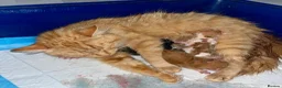 Mixed Breed cats for sale: Long haired ginger females kittens - Advert 1