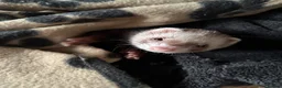 Ferret rodents for sale: 2 bonded female ferrets. - Advert 4