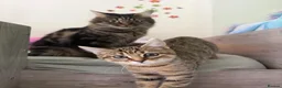 Mixed Breed cats for sale: 3 Gorgeous Tabby Boys available - Advert 5
