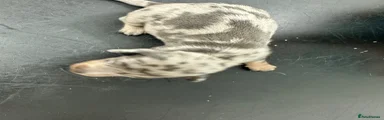 Crumpet