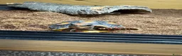 Tortoise reptiles for sale: Red foot tortoise  in Preston - Advert 5