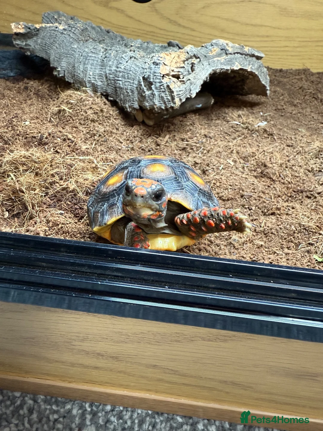 Tortoise reptiles for sale: Red foot tortoise  in Preston - Advert 5