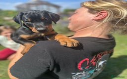 Dobermann dogs for sale: Proper Chunky Euro doberman pups 💕 - Image 23