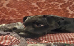 Patterdale Terrier dogs for sale: One female Patterdale Terrier pup - Advert 8