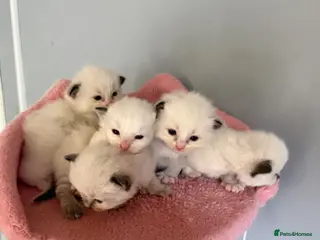 Ragdoll cats 5 Stunning Ragdoll dolls - Advert 4