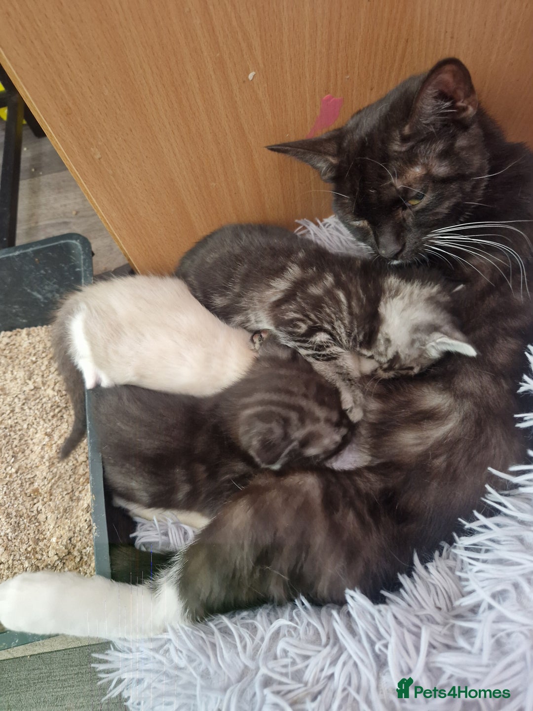 Ragamese cats for sale: Ragamese kitten - Image 4