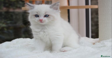 Ragdoll cats TICA Blue Bicolour Ragdoll Mink Cherubim Kittens  - Advert 14