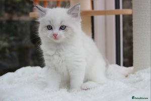 Ragdoll cats TICA Blue Bicolour Ragdoll Mink Cherubim Kittens - Advert 9