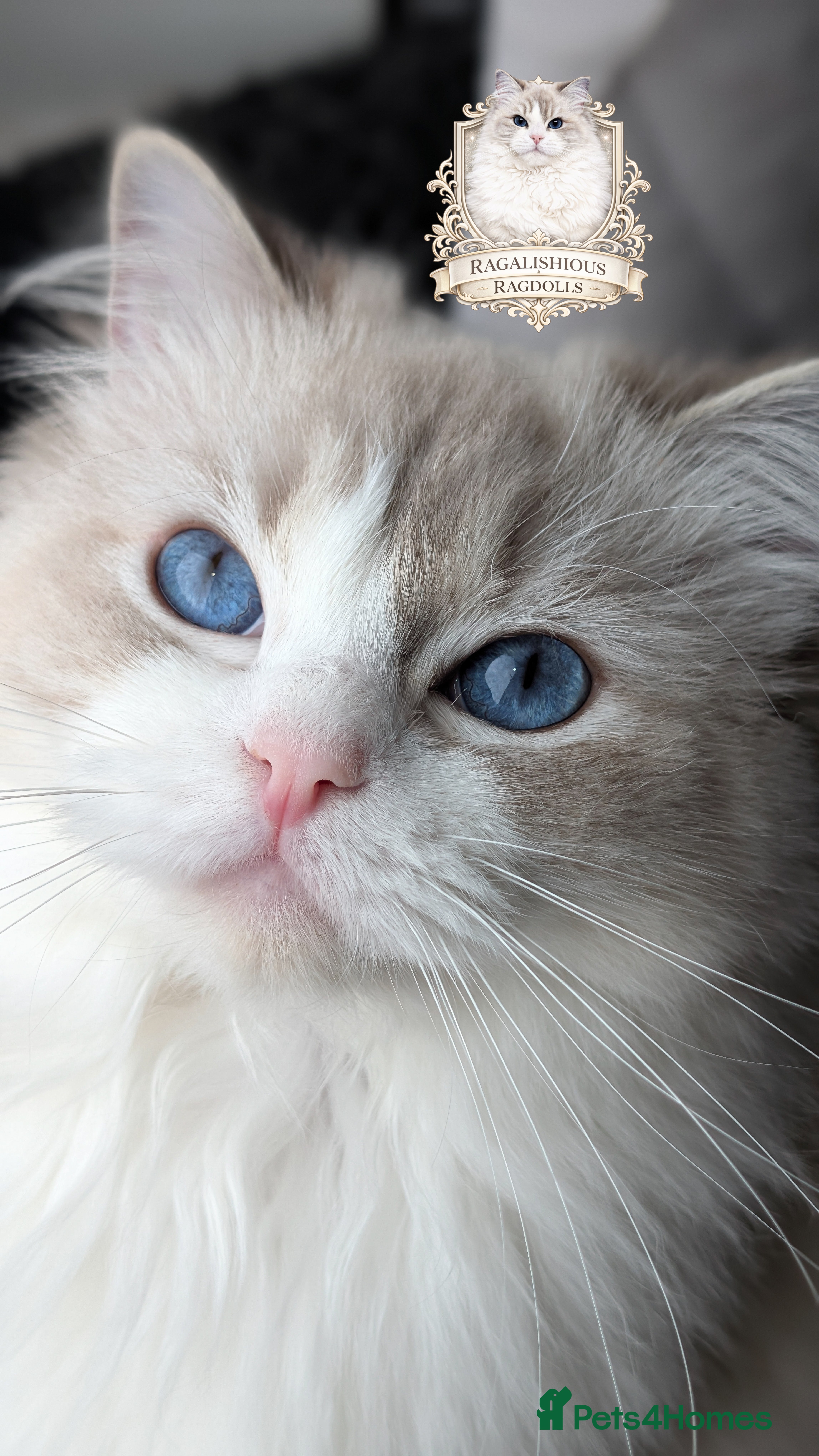 Ragdoll cats European TICA Blue Lynx Bicolour Champion Pedigree - Advert 16