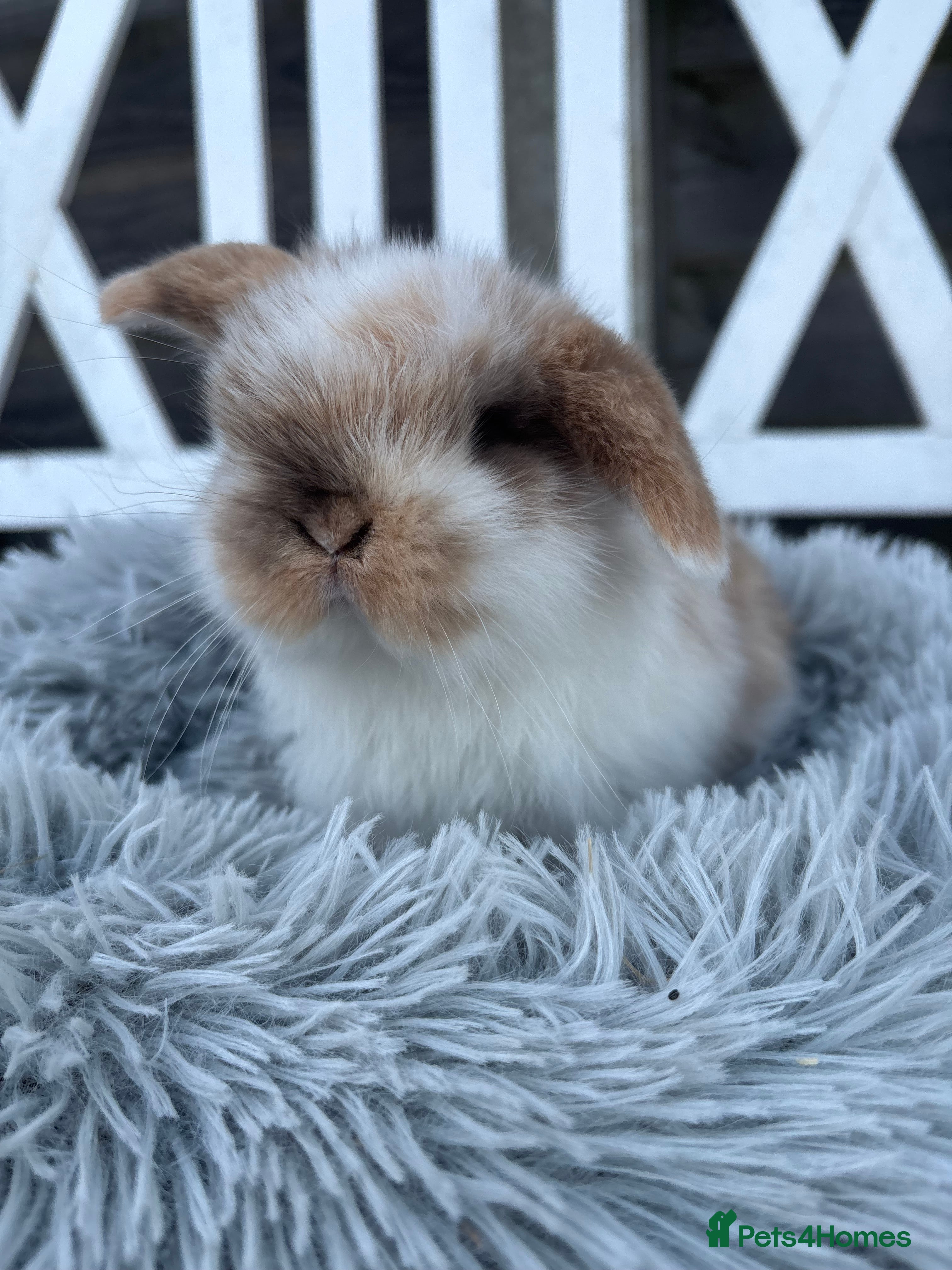 Mini Lop rabbits 2 Adorable Mini Lop Babies  - Advert 3