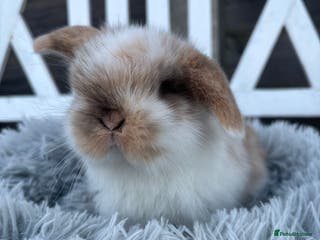 Mini Lop rabbits 2 Adorable Mini Lop Babies - Advert 2