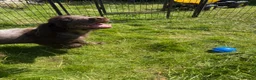 Cocker Spaniel dogs for sale: Wilson KC Registered Looking For Forever Home - Advert 6