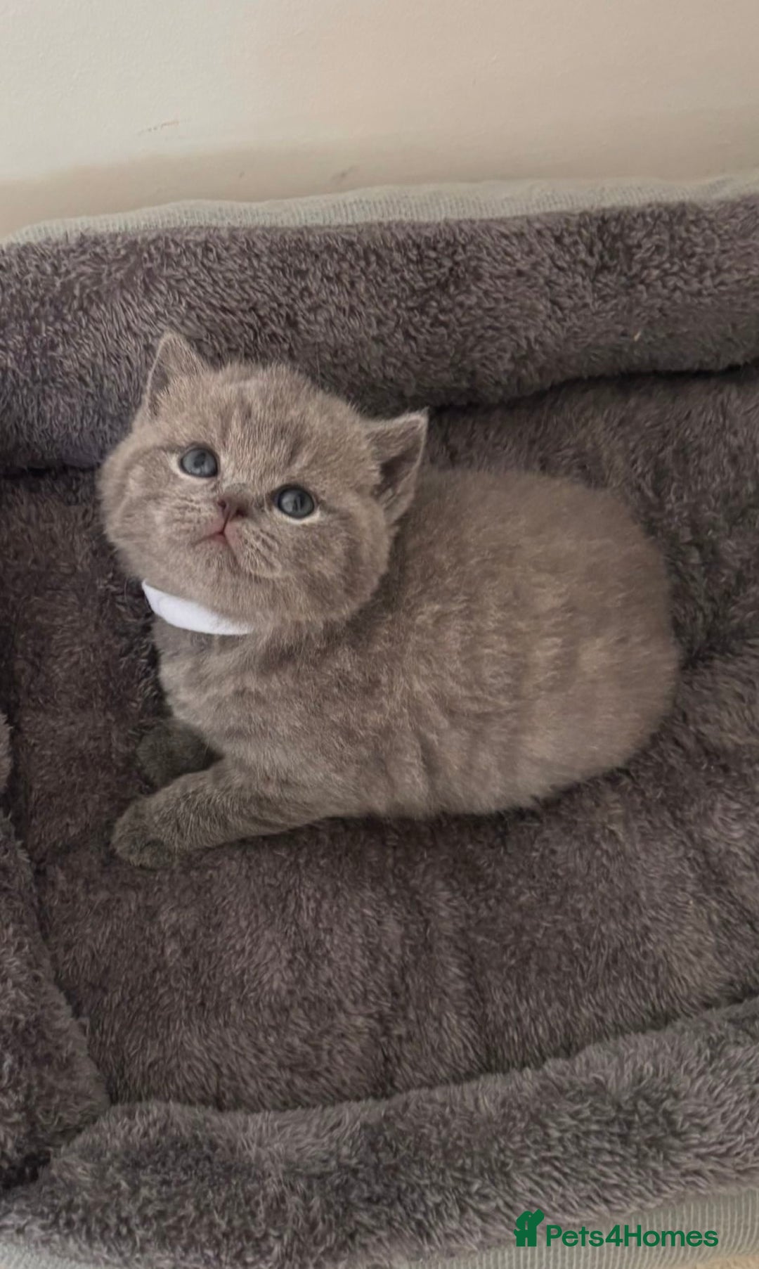 British Shorthair cats for sale: 🧸✨6 Chunky British Shorthair Kittens For Sale✨🧸 - Advert 33