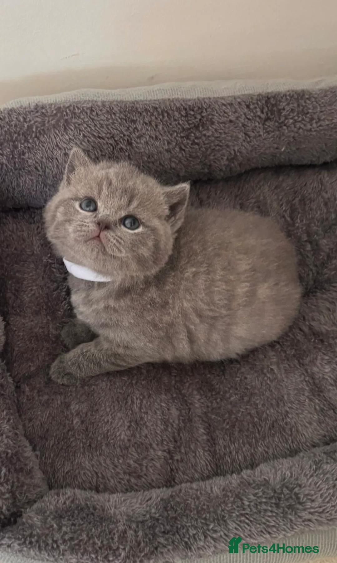 British Shorthair cats for sale: 🧸2 Remaining Chunky British Shorthair Kittens🧸 - Advert 21