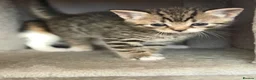 Mixed Breed cats for sale: Kittens Looking for Their Forever Homes!  - Advert 6