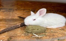 New Zealand rabbits for sale: White New Zealand Rabbits for Sale - Image 3