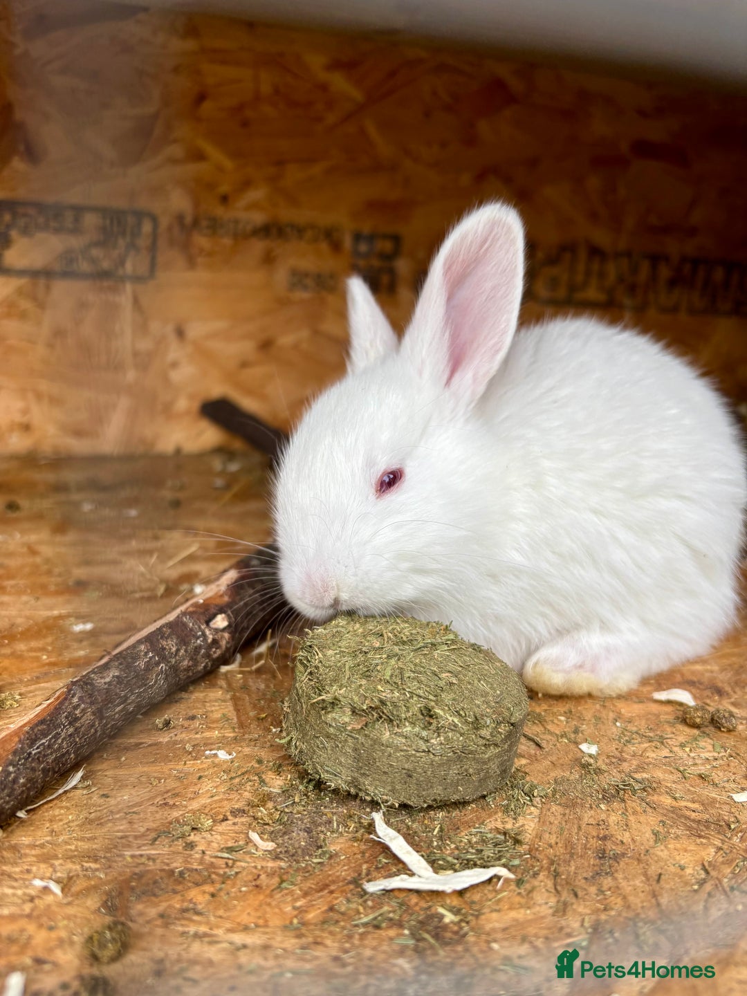 New Zealand rabbits for sale: White New Zealand Rabbits for Sale - Image 3