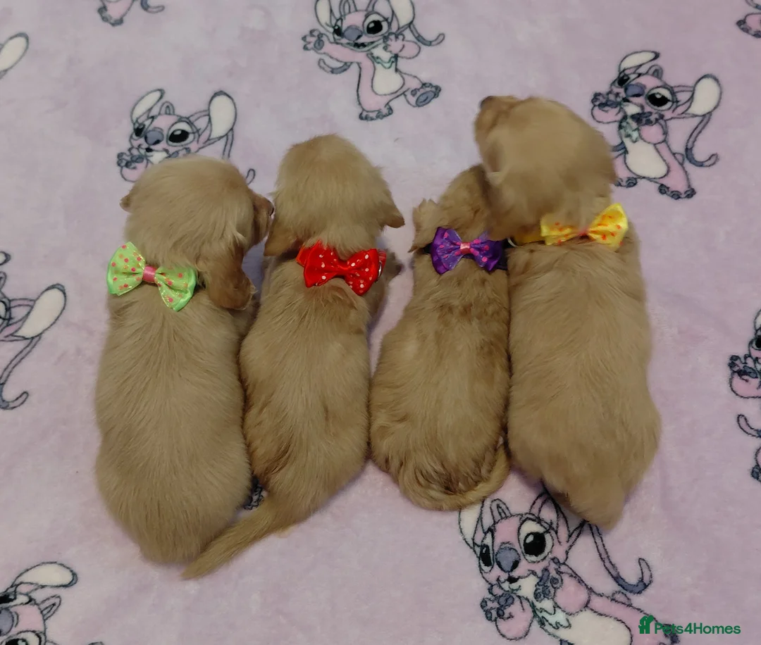 Miniature Dachshund dogs for sale: KC Reg. Longhaired Full Cream Mini Dachshunds 💛🐾 - Advert 17