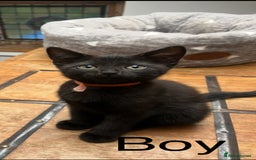 British Shorthair cats for sale: Cute British Shorthair Mixed Kittens Ready Now!  - Image 5