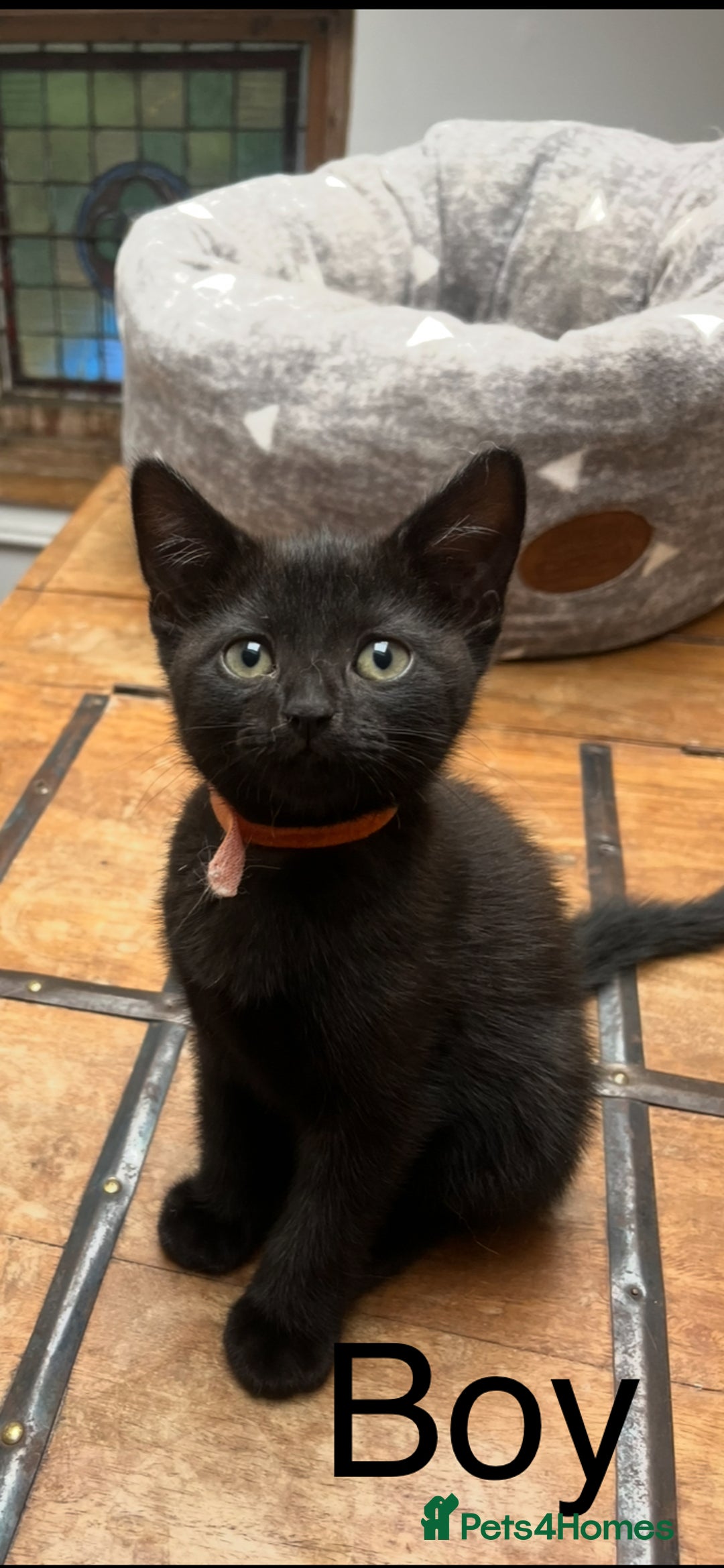 British Shorthair cats for sale: Cute British Shorthair Mixed Kittens Ready Now!  - Image 5