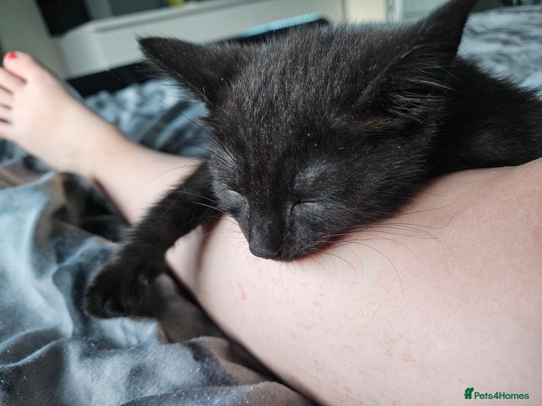 British Shorthair cats for sale: British Short-hair X melanistic bengal kitten - Image 7