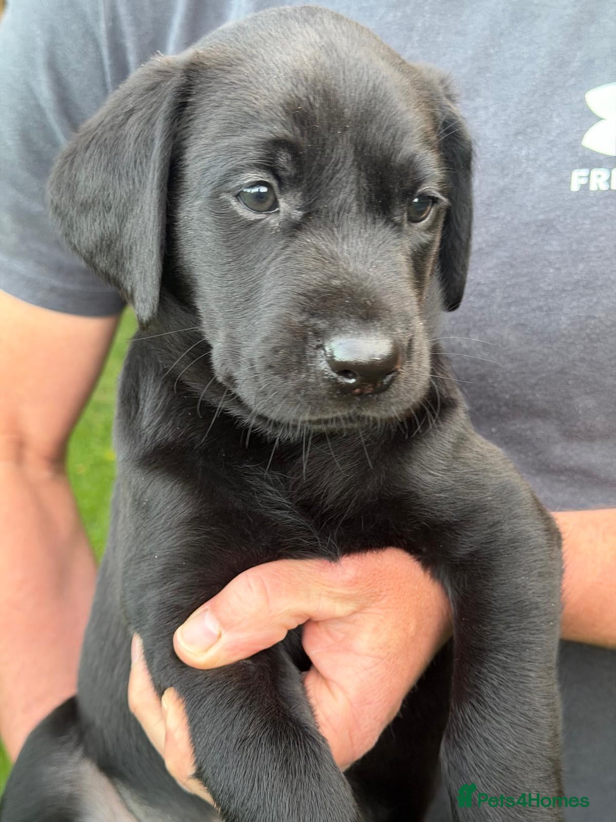 Labrador Retriever dogs for sale: KC Reg Black Labrador Pups, FT Ch Bred - Advert 8
