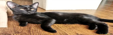 Onyx