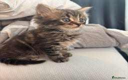 Brazilian Shorthair cats for sale: Kittens Breed From Brazilian Short Haired Mum  - Image 8