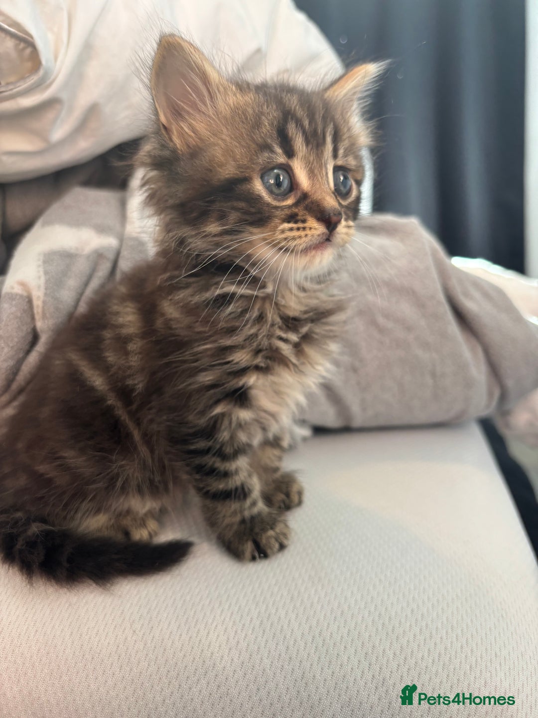 Brazilian Shorthair cats for sale: Kittens Breed From Brazilian Short Haired Mum  - Image 8