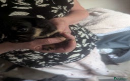 Mixed Breed dogs for sale: Gorgeous puppies looking for forever homes - Image 2