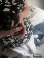 Mixed Breed dogs - Advert 15