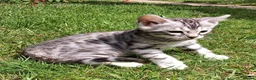Bengal cats for sale: Stunning snow/silver Bengal kittens - Advert 10